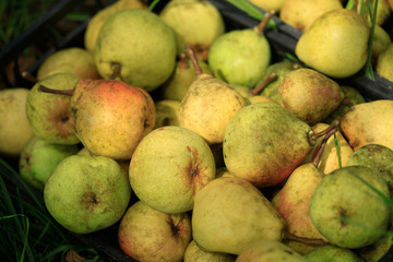 Yellow pear in summer garden