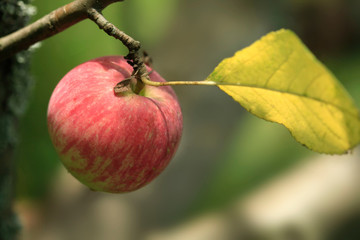 Red apple on summer tree