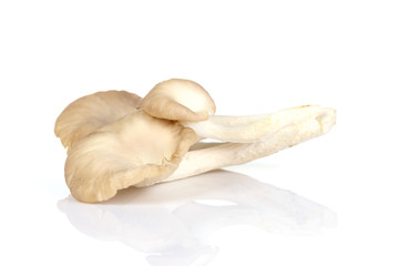 oyster mushroom on white background
