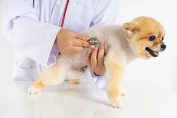 Portrait little Pomeranian dog looking at camera while checking up by veterinarian. Studio shot of adorable small puppy isolated on white background. Hydrophobia