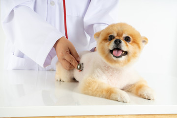 Portrait little Pomeranian dog looking at camera while checking up by veterinarian. Studio shot of adorable small puppy isolated on white background. Hydrophobia