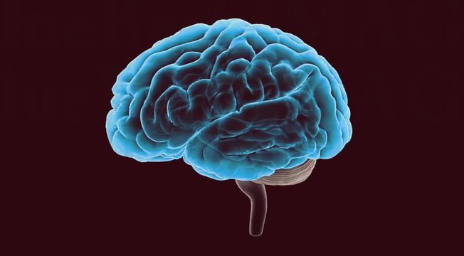 3d rendered illustration of human brain. Rotating human brain structure evolving around.  Seamless Brain Head anatomy of human mind.