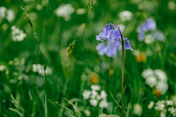 Schottland Highlands grün Blume Loch Awe