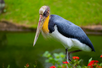 yellow billed stork