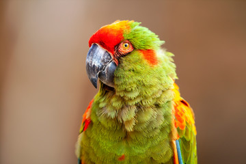 Ara militaire en gros plan de face	