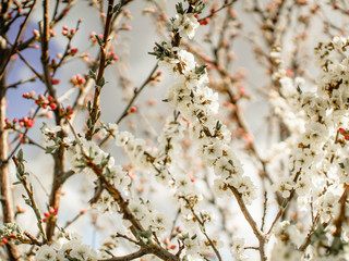 cherry blossom in spring