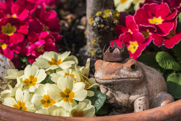 Colorful primroses in a terracotta flower pot with a weathered  clay frog