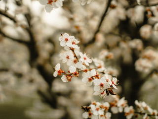 cherry tree blossom