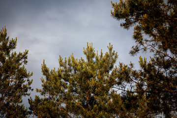 storm clouds over the tips of pine trees in forest