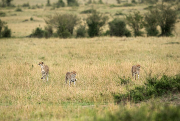 Naklejka na ściany i meble Malaika Cheetah and cubs moving in Masai Mara Grassland