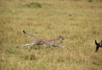 Maialka cheeta hunting wildebeest, Masai Mara