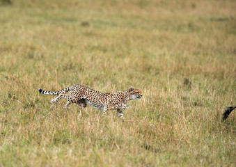 Malaika hunting wildebeest, Masai Mara