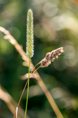 Gros plan et effet de lumiere sur la vegetation