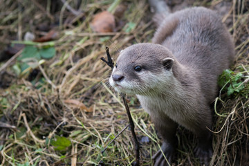 asian otter