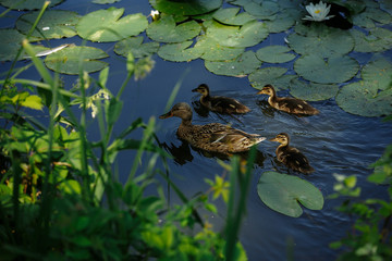 Duck with ducklings swims in the lake among lilies
