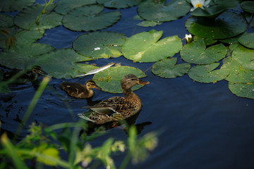 Duck with ducklings swims in the lake among lilies