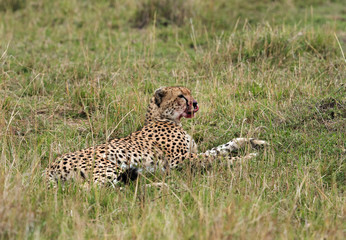 Malaika Cheetah in Masai Mara Grassland with blood stain on her mouth