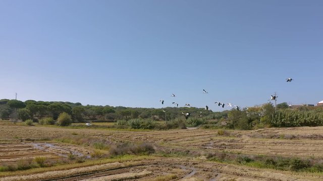 Aerial view. The flock of migrating white storks flies over a rural field. Against the background of green trees and a car that drives along the road. Beautiful flock of painted storks. Portugal