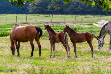 Fototapeta premium Klacze i źrebięta