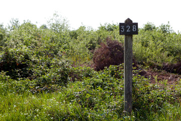 Paysage en foret de Troncais