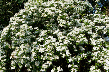 Paysage en foret de Troncais