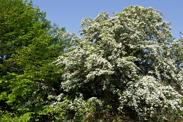 Paysage en foret de Troncais