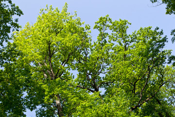 Paysage en foret de Troncais