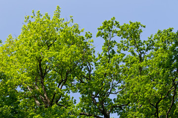 Paysage en foret de Troncais
