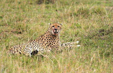Fototapeta na wymiar Malaika Cheetah after eating her meal, Masai Mara