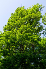 Paysage en foret de Troncais