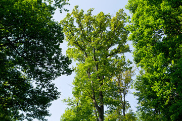 Paysage en foret de Troncais
