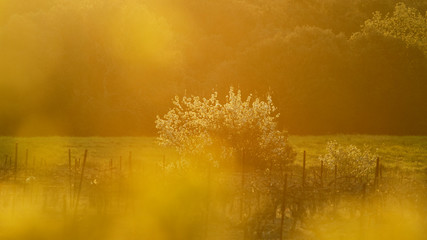 Arbre en fleurs blanches de printemps dans un champ avec arbre à fleurs jaunes en premier plan.