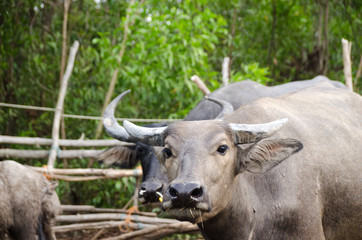 Water buffaloes are eating straw in the stall,Songkhla, Tailand