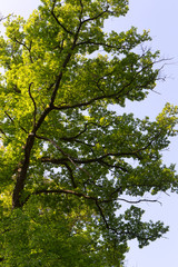 Paysage en foret de Troncais