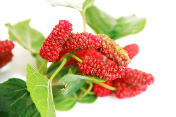natural berry red mulberry with green leaves