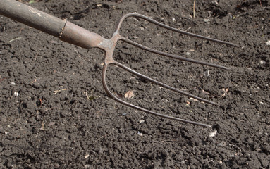 
iron pitchfork with wooden handle on a background of black earth