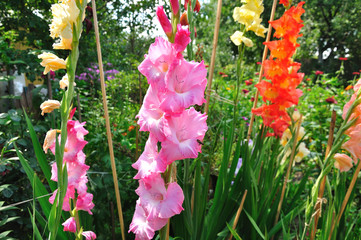Gladioluss in a rural garden of different colors and bee collecting nectar.