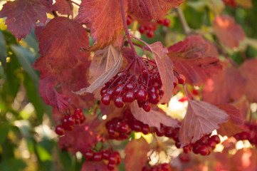 Ripe and juicy red kalina berries on autumn and sunny day