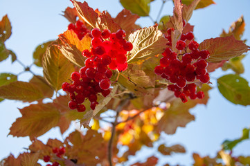 Ripe and juicy red kalina berries amid clean and blue skies on autumn and sunny day