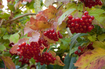 Good harvest of red kalina berries. Berries are very useful for health and rich in vitamins.
