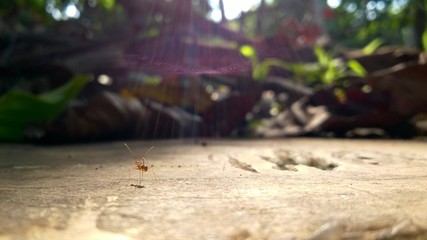 ants on the ground under sunshine