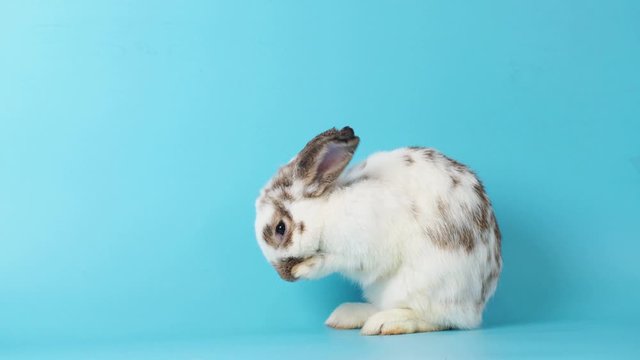Adorable white rabbit stand and cleaning face and foot on blue screen background.