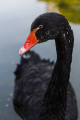 Obraz premium Black swan close up portrait
