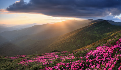 Plakat Spring scenery. Beautiful sunset and high mountain. Panoramic view in lawn are covered by pink rhododendron flowers. Location Carpathian, Ukraine, Europe. Concept of nature revival.