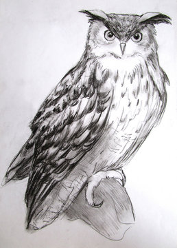 Great owl illustration, hunter face, charcoal graphics