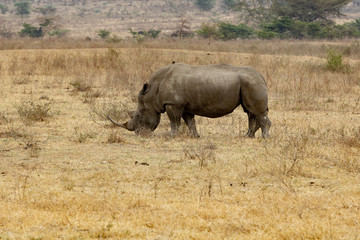 Black horned rihinoceros II