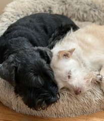 dogs sleeping together