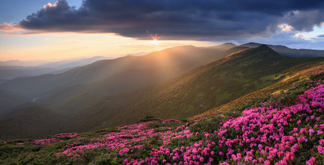 Naklejka na ściany i meble Spring scenery. Beautiful sunset and high mountain. Panoramic view in lawn are covered by pink rhododendron flowers. Location Carpathian, Ukraine, Europe. Concept of nature revival.