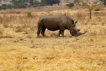 Fototapeta premium Black horned rihinoceros VII