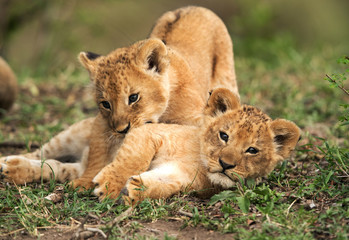 Obraz na płótnie Canvas Lion cubs playing in the grasses, Masai Mara